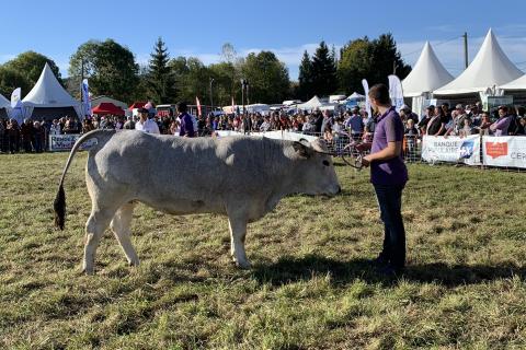 Présentation d'une vache à un concours à la foire de l'élevage audois à Espezel